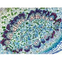 Delta Optical BioStage II Microscope Delta Optical BioStage II Microscope