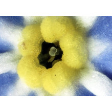 Delta Optical BioLight 100 Microscope (blue) Delta Optical BioLight 100 Microscope (blue)