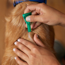 Frontline Combo Spot-on L - Parasite drops for dogs - 3 x 2,68 ml Frontline Combo Spot-on L - Parasite drops for dogs - 3 x 2,68 ml