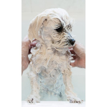 DR LUCY Home 1 long coat - shampoo for dogs - 250 ml