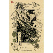 Kosmetinis defektas The Magickal Botanical Oracle kortos Lo Scarabeo Kosmetinis defektas The Magickal Botanical Oracle kortos Lo Scarabeo