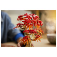LEGO Botanicals Japanischer Roter Ahorn - Bonsai-Baum 10348 LEGO Botanicals Japanischer Roter Ahorn - Bonsai-Baum 10348
