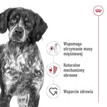 ROYAL CANIN Medium Loaf - wet dog food - 410g ROYAL CANIN Medium Loaf - wet dog food - 410g
