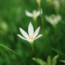 Objektyvas fotoaparatui - Viltrox AF 56 mm F / 1.2 PRO Sony E APS-C objektyvas