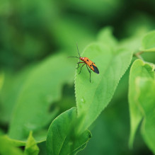 Objektyvas fotoaparatui - Viltrox AF 56 mm F / 1.2 PRO Sony E APS-C objektyvas