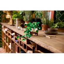 LEGO BOTANICALS 11512 Kabantis drakonas Ivy LEGO BOTANICALS 11512 Kabantis drakonas Ivy