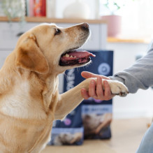 ADDVENA Power of Nature Senior Medium / Large Lamb - dry dog food - 10kg ADDVENA Power of Nature Senior Medium / Large Lamb - dry dog food - 10kg