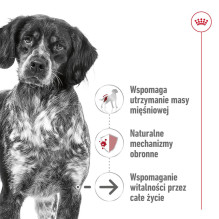 ROYAL CANIN Medium Ageing Loaf - wet dog food - 410g ROYAL CANIN Medium Ageing Loaf - wet dog food - 410g