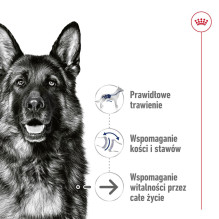 ROYAL CANIN Maxi Ageing Loaf - šlapias šunų ėdalas - 410 g ROYAL CANIN Maxi Ageing Loaf - šlapias šunų ėdalas - 410 g