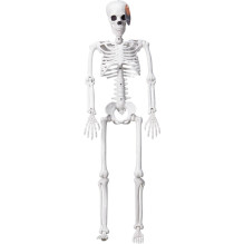 DECORATION SKELETON H90CM