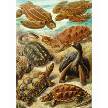 Puzzle Good Loot Imagination - Ernst Haeckel: Sea Turtles 1000 pc(s)