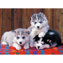Ravensburger Ravensburger Dėlionė 200 Husky Šuniukai XXL Ravensburger Ravensburger Dėlionė 200 Husky Šuniukai XXL