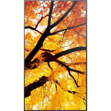Sharp MultiSync M552 55" IPS 16:9