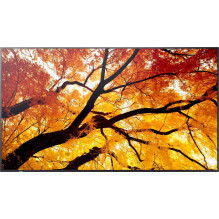 Sharp MultiSync M552 55" IPS 16:9