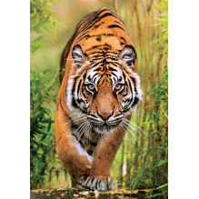 PUZZLE THE HUNTER'S PATH 1000 PIECES PUZZLE THE HUNTER'S PATH 1000 PIECES