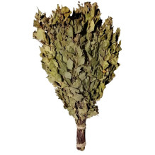Sauna whisk-birch tree