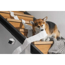 Petcube Pet Cam with Built-In Vet Chat White