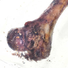 PETMEX PETMEX Kumpio kaulas – šunų kramtukas – 1 vnt.