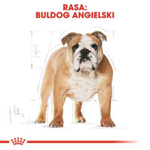 Royal Canin ROYAL CANIN Bulldog Adult - dry dog food - 12 kg. Royal Canin ROYAL CANIN Bulldog Adult - dry dog food - 12 kg.
