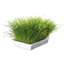 TRIXIE Ekologiška Cat Žolė (dubuo) 100g