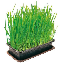 Vitakraft Cat Grass 120g