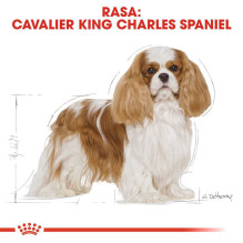 Royal Canin Dog Maistas Royal Canin SHN veislės kavalierius KC 1,5 kg Royal Canin Dog Maistas Royal Canin SHN veislės kavalierius KC 1,5 kg