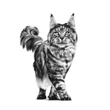 Royal Canin ROYAL CANIN Cat Virškinimo trakto VHN – sausas kačių maistas – 400g