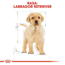 Royal Canin ROYAL CANIN SHN Breed Labrador Junior dry dog food - 12 kg.