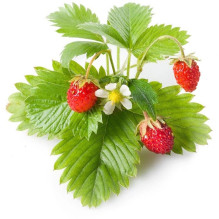 EMSA Click &amp; Grow Wild strawberry