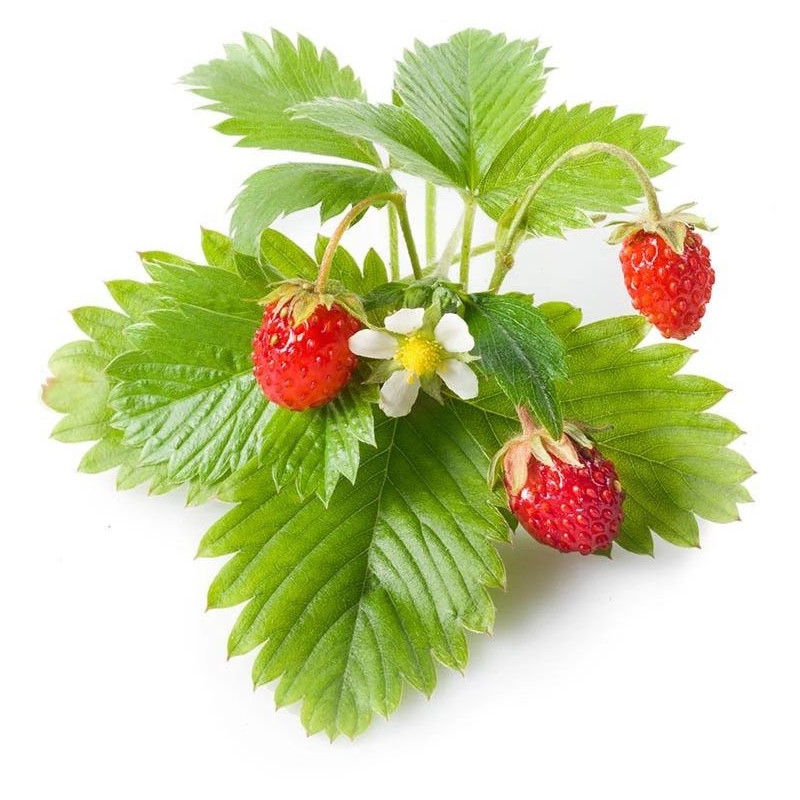 EMSA Click &amp; Grow Wild strawberry
