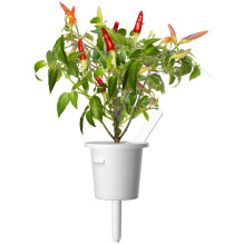 Augalų Sėklų Kapsulės - Click & Grow Red Hot Chili Pepper 3 Vnt. Augalų Sėklų Kapsulės - Click & Grow Red Hot Chili Pepper 3 Vnt.