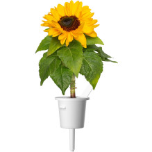 Augalų Sėklų Kapsulės - Click & Grow Smart Garden Mini Sunflower Papildymas, 3 Vnt. Augalų Sėklų Kapsulės - Click & Grow Smart Garden Mini Sunflower Papildymas, 3 Vnt.
