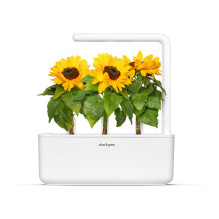 Augalų Sėklų Kapsulės - Click & Grow Smart Garden Mini Sunflower Papildymas, 3 Vnt. Augalų Sėklų Kapsulės - Click & Grow Smart Garden Mini Sunflower Papildymas, 3 Vnt.
