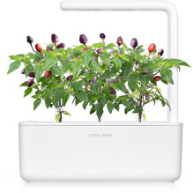 Augalų Kapsulė - Click & Grow Purple Chili Pepper 3 Vnt. Augalų Kapsulė - Click & Grow Purple Chili Pepper 3 Vnt.