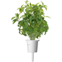 Augalų Kapsulės - Click & Grow Thai Basil 3 vnt. Papildymas Augalų Kapsulės - Click & Grow Thai Basil 3 vnt. Papildymas
