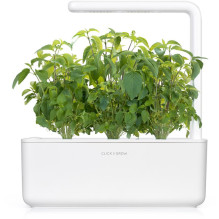 Augalų Kapsulės - Click & Grow Thai Basil 3 vnt. Papildymas Augalų Kapsulės - Click & Grow Thai Basil 3 vnt. Papildymas