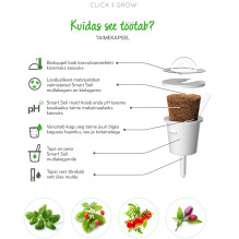 Augalo Kapsulė - Click &amp; Grow Busy Lizzie 3 Vnt.