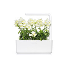 Išmaniųjų sodų augalų papildymas - Click &amp; Grow White Snapdragon 3 vnt. papildymas