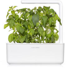 Augalų Sėklų Kapsulė - Click & Grow Lime Basil Papildymo Rinkinys, 3 Vnt. Augalų Sėklų Kapsulė - Click & Grow Lime Basil Papildymo Rinkinys, 3 Vnt.