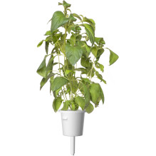 Augalų Sėklų Kapsulė - Click & Grow Lime Basil Papildymo Rinkinys, 3 Vnt. Augalų Sėklų Kapsulė - Click & Grow Lime Basil Papildymo Rinkinys, 3 Vnt.
