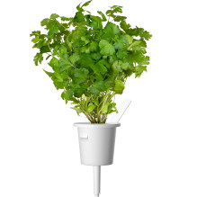 Žolelių Auginimo Kapsulės - Click & Grow Steak Mix 9 Kapsulių Rinkinys Žolelių Auginimo Kapsulės - Click & Grow Steak Mix 9 Kapsulių Rinkinys