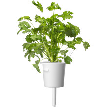 Žolelių Auginimo Kapsulės - Click & Grow Steak Mix 9 Kapsulių Rinkinys Žolelių Auginimo Kapsulės - Click & Grow Steak Mix 9 Kapsulių Rinkinys