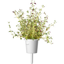 Žolelių Auginimo Kapsulės - Click & Grow Steak Mix 9 Kapsulių Rinkinys Žolelių Auginimo Kapsulės - Click & Grow Steak Mix 9 Kapsulių Rinkinys