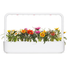 Išmaniųjų sodų augalų papildymas - Click &amp; Grow Gazania 3 vnt. papildymas
