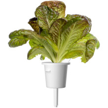 Kambarinių Sodinukų Papildymas - Click &amp; Grow Red Romaine Lettuce Papildymas, 3 Vnt.