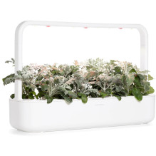 Augalų Sėklų Kapsulės - Click &amp; Grow Dusty Miller Smart Refill 3 vnt.