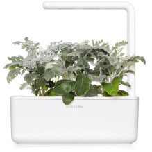 Augalų Sėklų Kapsulės - Click &amp; Grow Dusty Miller Smart Refill 3 vnt.