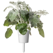 Augalų Sėklų Kapsulės - Click &amp; Grow Dusty Miller Smart Refill 3 vnt.