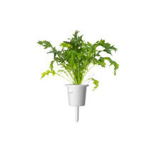 Išmaniųjų Sodo Sėklų Papildymas - Click & Grow Mizuna Sėklų Papildymas, 3 Vnt. Išmaniųjų Sodo Sėklų Papildymas - Click & Grow Mizuna Sėklų Papildymas, 3 Vnt.