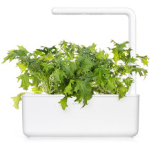 Išmaniųjų Sodo Sėklų Papildymas - Click & Grow Mizuna Sėklų Papildymas, 3 Vnt. Išmaniųjų Sodo Sėklų Papildymas - Click & Grow Mizuna Sėklų Papildymas, 3 Vnt.